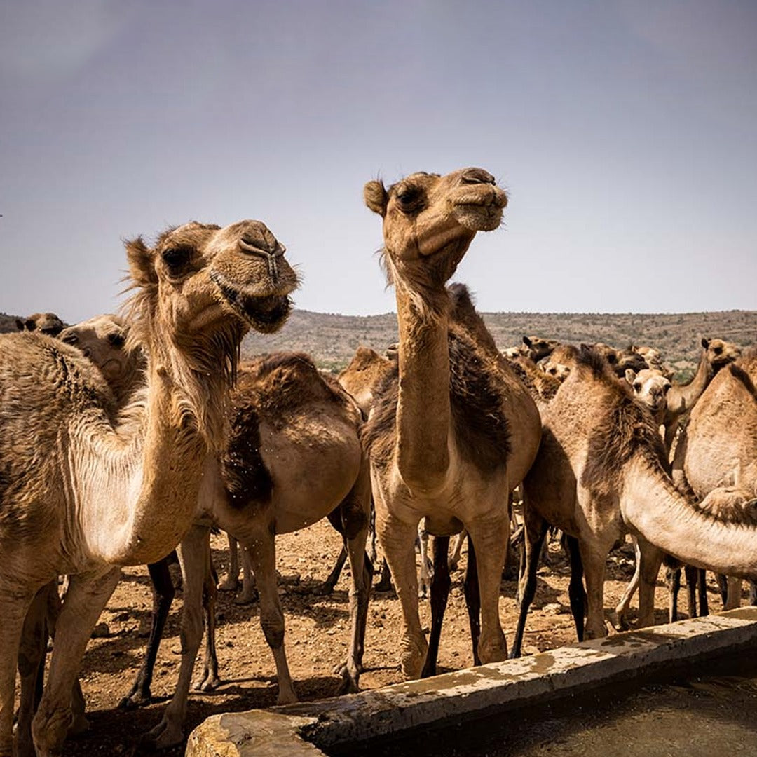 Camel🐫(Whatsapp text💬 & Email 📧 will be sent on completion📲)