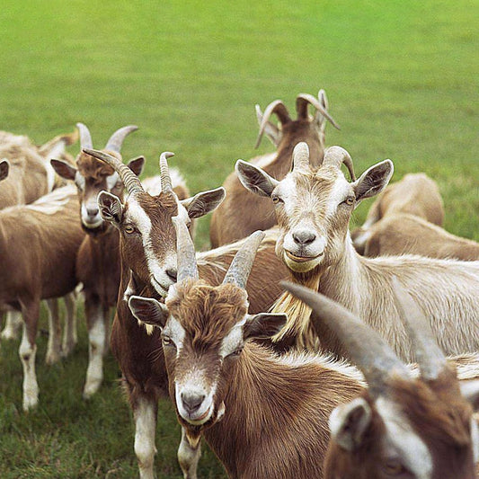 Goat/Sheep/Ram🐏🐑(Whatsapp text💬 & Email 📧 will be sent on completion📲)